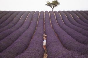 provence_lavender